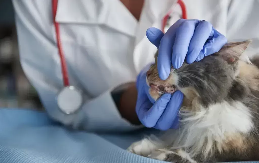 谈“癌”色变！口腔癌是如何夺走猫和狗的生命？（口腔癌有多恐怖 知乎）(图5)