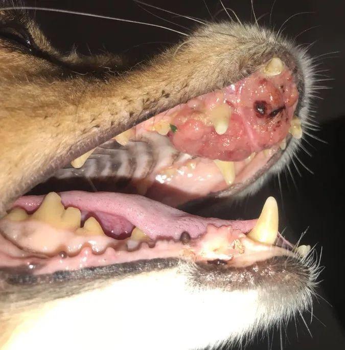 谈“癌”色变！口腔癌是如何夺走猫和狗的生命？（口腔癌有多恐怖 知乎）(图9)