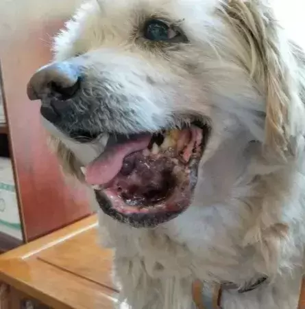 谈“癌”色变！口腔癌是如何夺走猫和狗的生命？（口腔癌有多恐怖 知乎）(图8)