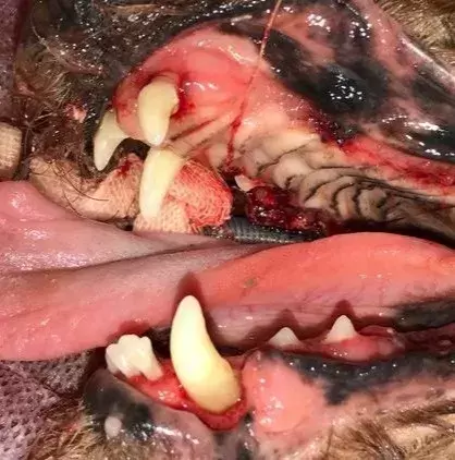 谈“癌”色变！口腔癌是如何夺走猫和狗的生命？（口腔癌有多恐怖 知乎）(图7)