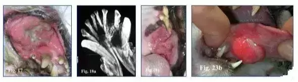 谈“癌”色变！口腔癌是如何夺走猫和狗的生命？（口腔癌有多恐怖 知乎）(图10)