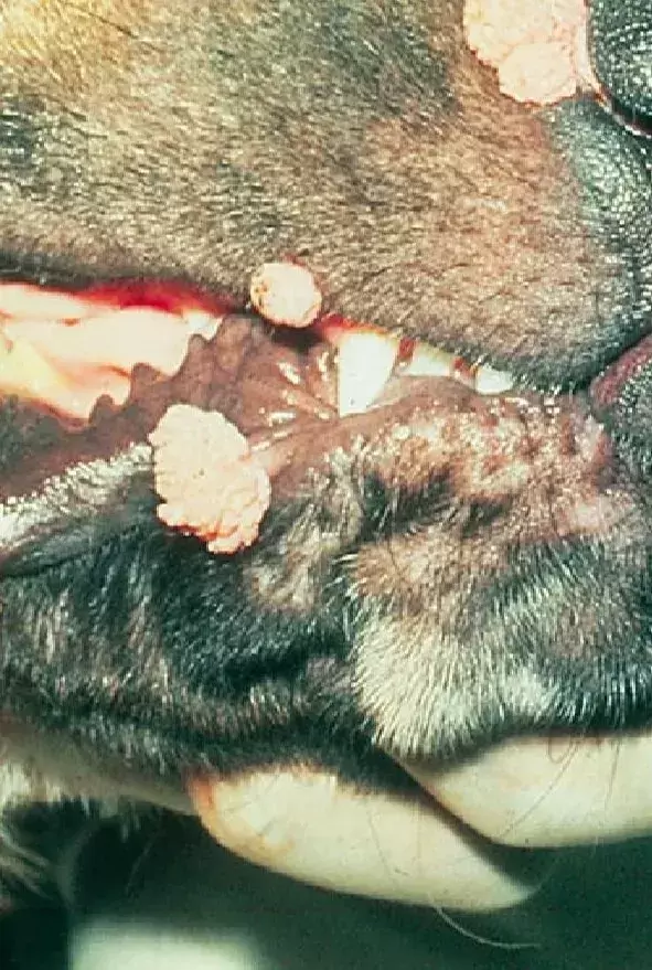 谈“癌”色变！口腔癌是如何夺走猫和狗的生命？（口腔癌有多恐怖 知乎）(图12)