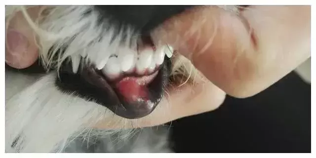 谈“癌”色变！口腔癌是如何夺走猫和狗的生命？（口腔癌有多恐怖 知乎）(图13)