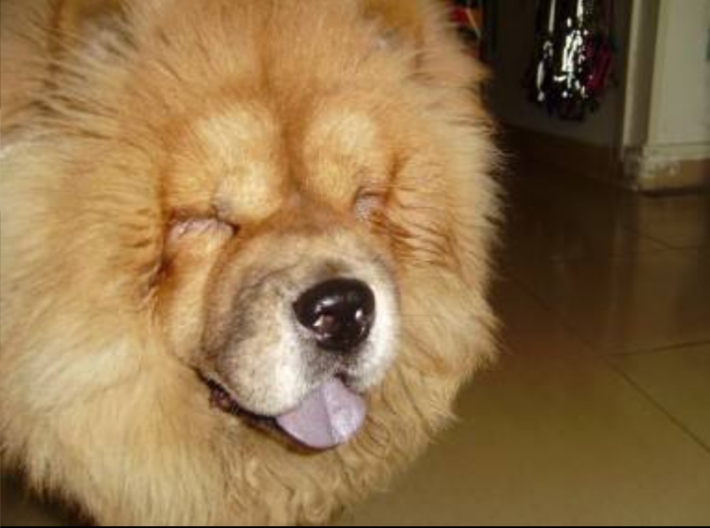 狗狗倒睫毛、眼睑内翻、外翻的治疗方式（狗狗倒睫毛,眼睑内翻,外翻的治疗方式是什么）(图2)