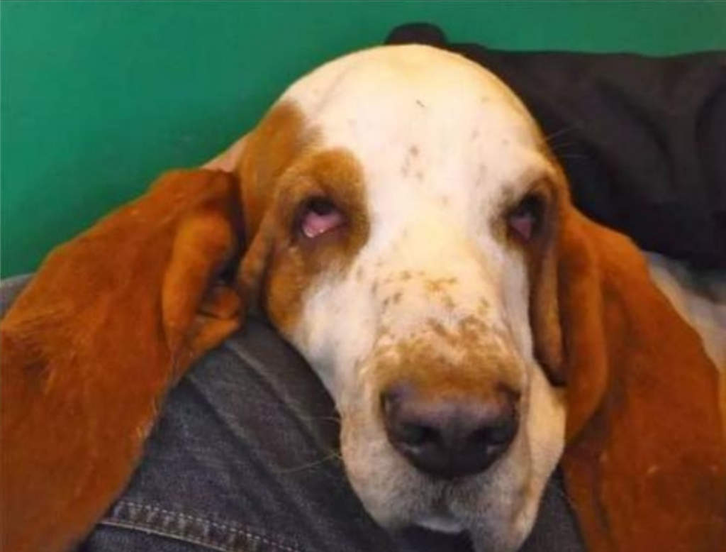 狗狗倒睫毛、眼睑内翻、外翻的治疗方式（狗狗倒睫毛,眼睑内翻,外翻的治疗方式是什么）(图3)