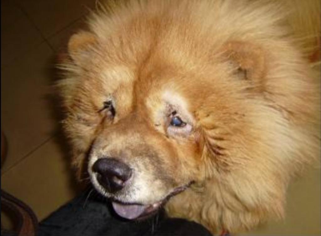 狗狗倒睫毛、眼睑内翻、外翻的治疗方式（狗狗倒睫毛,眼睑内翻,外翻的治疗方式是什么）(图4)