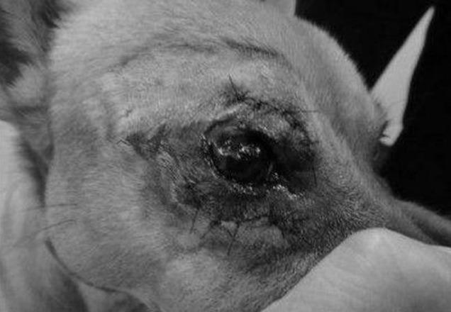 狗狗倒睫毛、眼睑内翻、外翻的治疗方式（狗狗倒睫毛,眼睑内翻,外翻的治疗方式是什么）(图6)