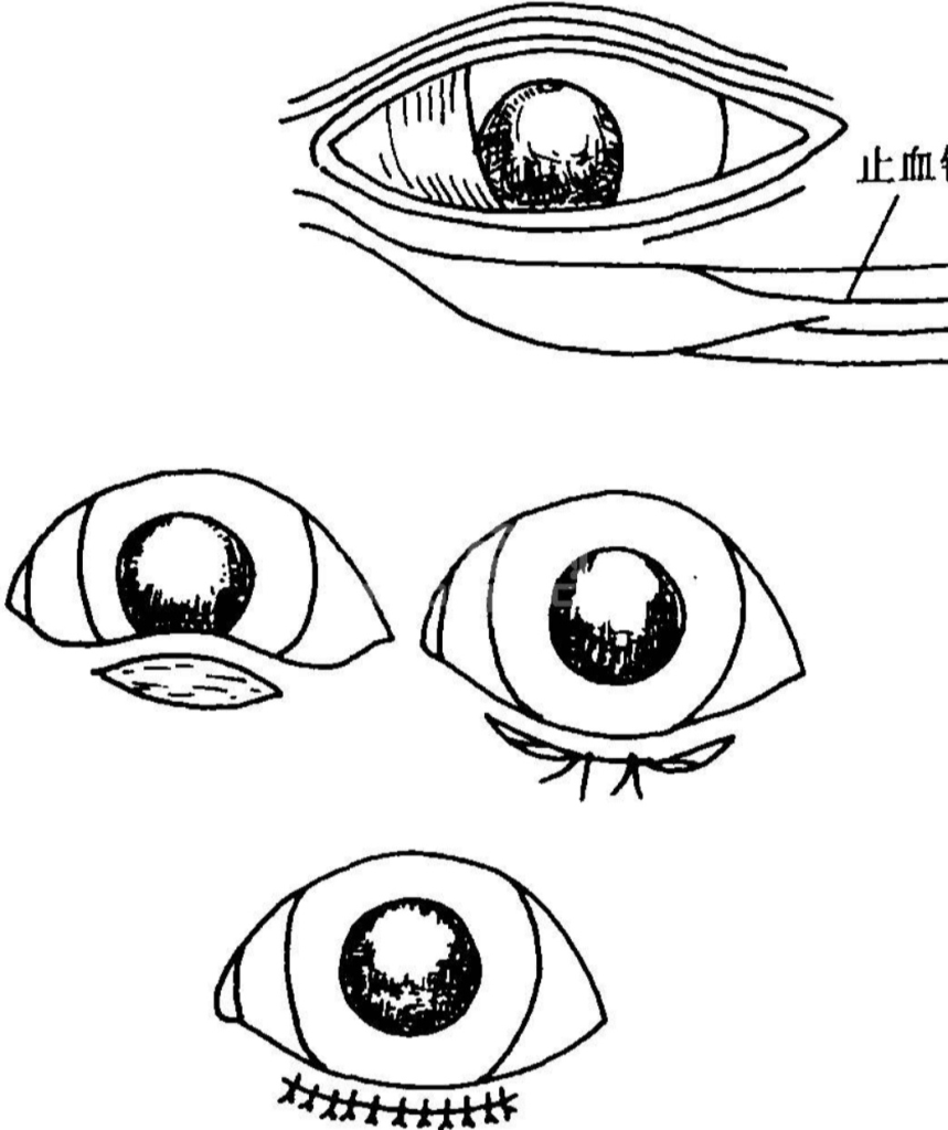 狗狗倒睫毛、眼睑内翻、外翻的治疗方式（狗狗倒睫毛,眼睑内翻,外翻的治疗方式是什么）(图8)