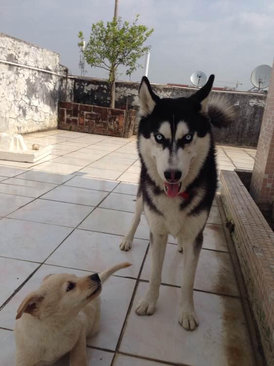 朋友送我一只哈士奇串串，还说是金毛血统，我总感觉哪里不对劲！（哈士奇串金毛图片欣赏）(图2)