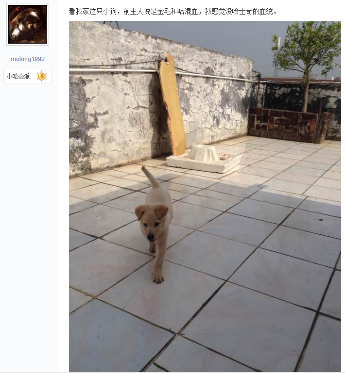 朋友送我一只哈士奇串串，还说是金毛血统，我总感觉哪里不对劲！（哈士奇串金毛图片欣赏）(图1)