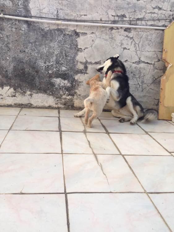 朋友送我一只哈士奇串串，还说是金毛血统，我总感觉哪里不对劲！（哈士奇串金毛图片欣赏）(图3)