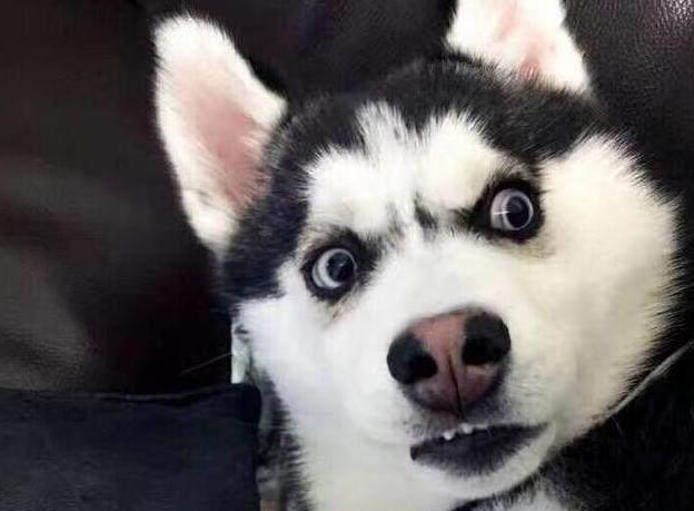 哈士奇呕吐拉稀怎么办?什么原因导致的(哈士奇一直呕吐怎么回事)(图1)