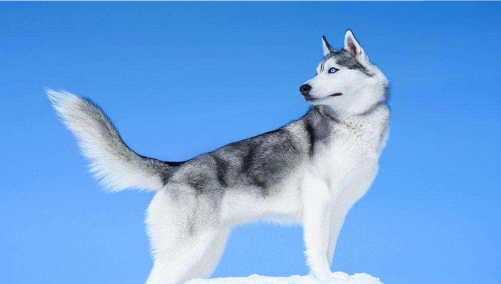 哈士奇呕吐拉稀怎么办?什么原因导致的(哈士奇一直呕吐怎么回事)(图3)