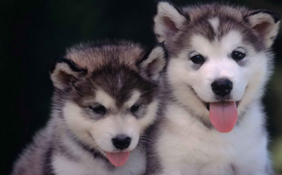 哈士奇呕吐拉稀怎么办?什么原因导致的(哈士奇一直呕吐怎么回事)(图5)