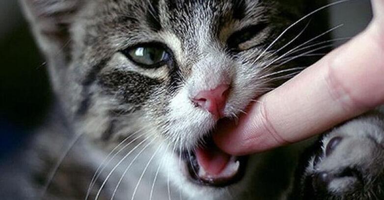 爱撸猫的注意!男子反复低烧数月,被发现感染罕见细菌(图1)