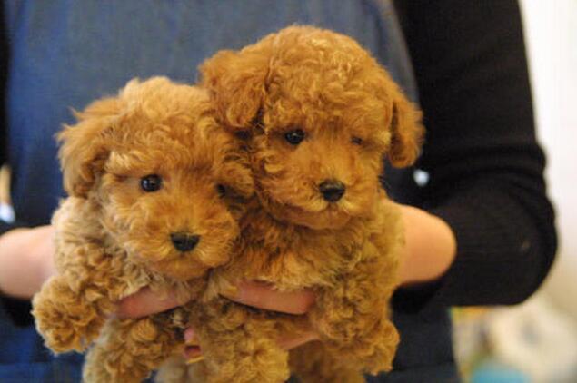 狗狗“身材矮小”的几大原因,铲屎官别忽视了(狗体型小怎么办好养)(图1)