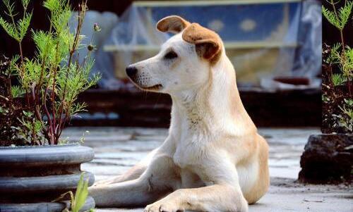 狗狗“身材矮小”的几大原因,铲屎官别忽视了(狗体型小怎么办好养)(图3)