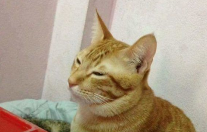 模范猫爸全程陪产还帮忙带小孩 超暖心(图1)