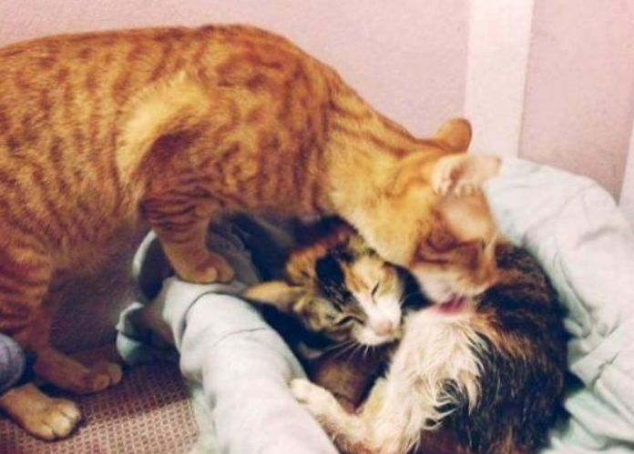 模范猫爸全程陪产还帮忙带小孩 超暖心(图2)