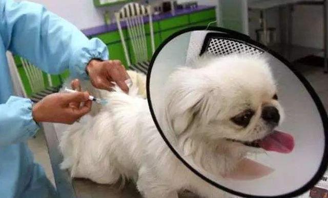 狗狗不长个子怎么办?抓住这5个“生长线”是关键(狗不长个子怎么回事呀女生)(图2)