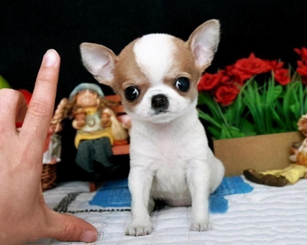 为什么狗狗一直“不长个”?那是因为营养没补对(狗狗不长高怎么办)(图1)