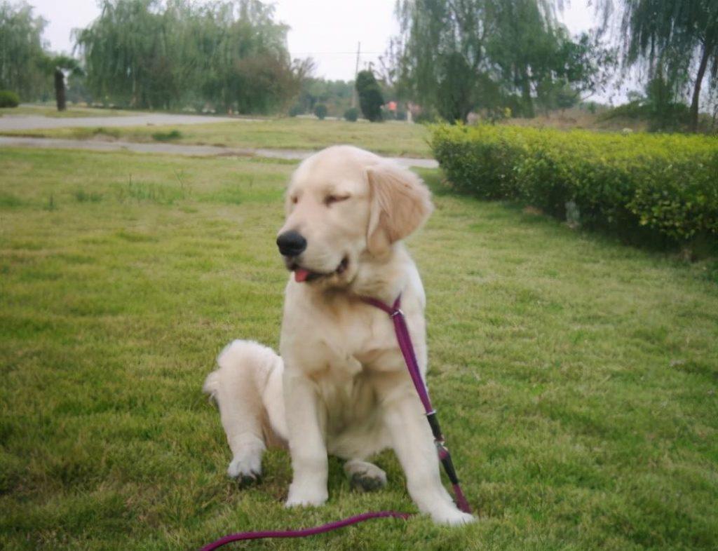 为什么狗狗一直“不长个”?那是因为营养没补对(狗狗不长高怎么办)(图3)