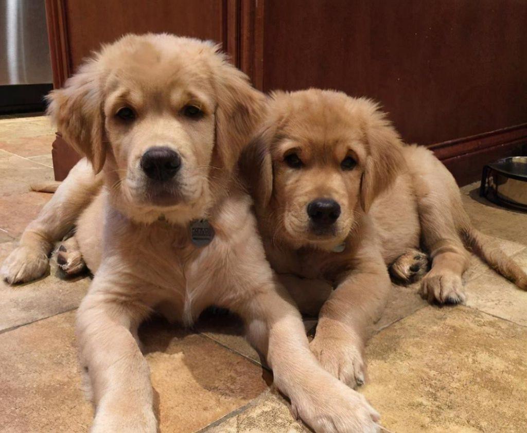 为什么狗狗一直“不长个”?那是因为营养没补对(狗狗不长高怎么办)(图4)