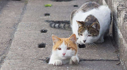 小伙开车前听到猫声,下车一看乐翻天,网友:连猫都知道找土豪!(图1)