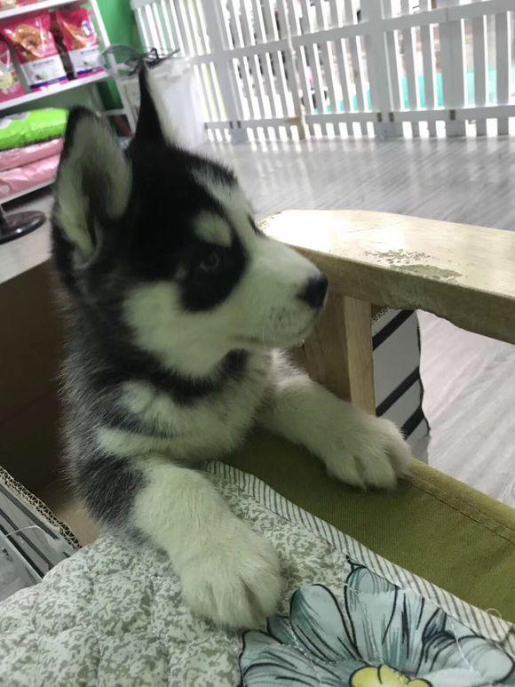 如何让我家小哈不半夜嗷嗷叫?(如何让二哈不在家拉屎)(图2)