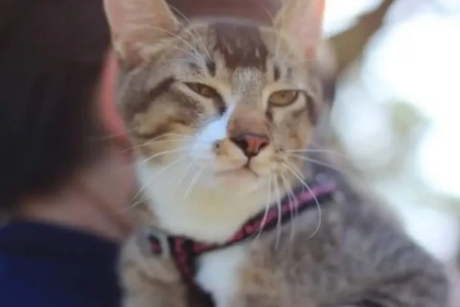 小猫差点被人吃掉,网友及时出现救下它们(图2)