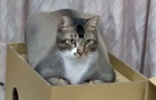 小猫差点被人吃掉,网友及时出现救下它们(图3)