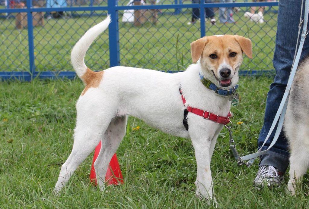 为什么狗狗爪子会肿胀?这7种原因,主人判断对才懂如何治疗(狗狗爪子红肿严重都肿了图片)(图4)