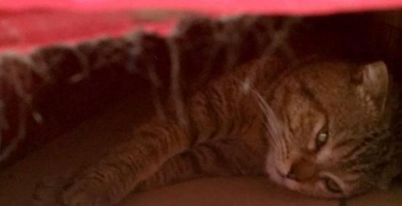 女子哭诉如何拯救她和猫的爱情,网友补刀编成凄美爱情故事(图1)