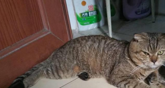 女子哭诉如何拯救她和猫的爱情,网友补刀编成凄美爱情故事(图2)