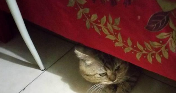 女子哭诉如何拯救她和猫的爱情,网友补刀编成凄美爱情故事(图3)