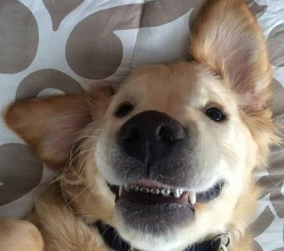 狗狗不抽烟喝酒,为什么牙齿会变黄?狗狗牙齿变黄背后的原因(狗牙齿白好吗)(图1)