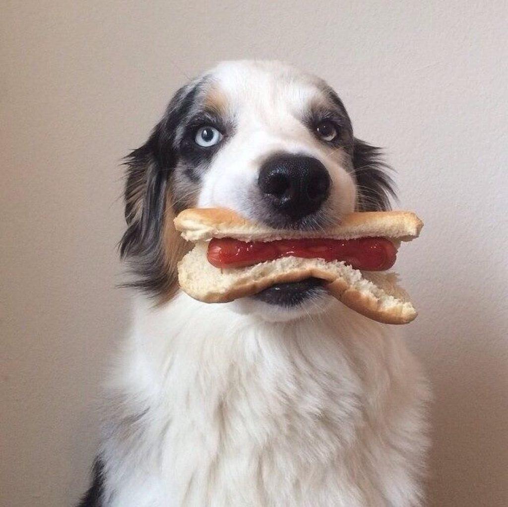 狗狗不抽烟喝酒,为什么牙齿会变黄?狗狗牙齿变黄背后的原因(狗牙齿白好吗)(图2)