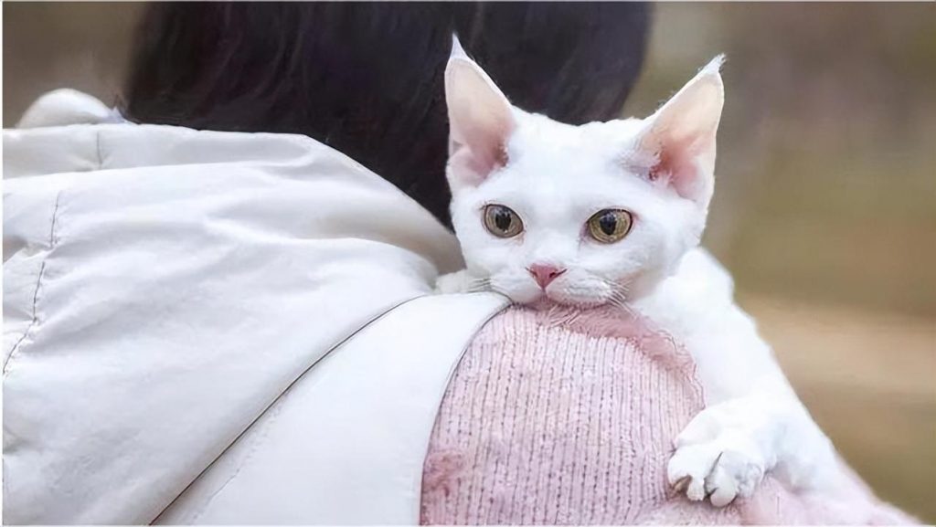 纯种的德文卷毛猫有哪些特征?德文卷毛猫的饲养注意事项(图1)