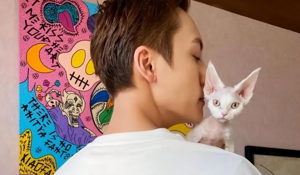 纯种的德文卷毛猫有哪些特征?德文卷毛猫的饲养注意事项(图2)