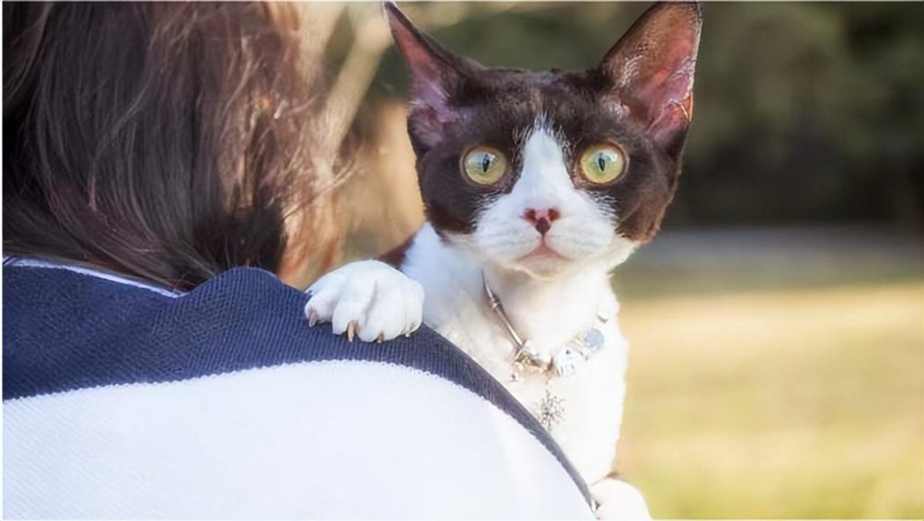 纯种的德文卷毛猫有哪些特征?德文卷毛猫的饲养注意事项(图5)