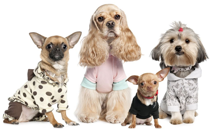 狗狗这些体内常见寄生虫一个比一个可怕!(狗狗体内寄生虫有几种图片)(图1)