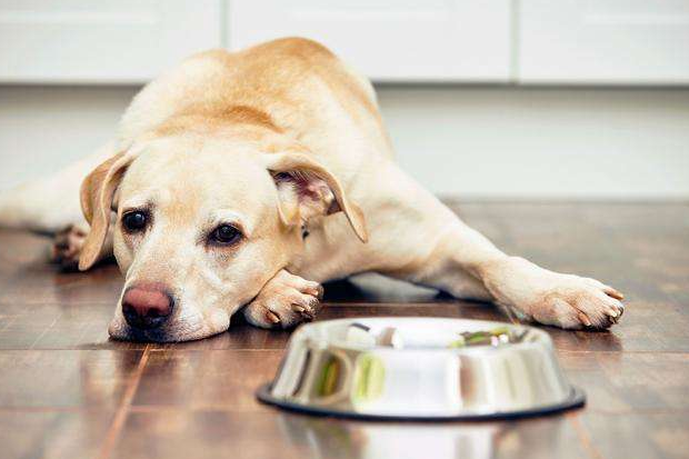 狗狗这些体内常见寄生虫一个比一个可怕!(狗狗体内寄生虫有几种图片)(图2)