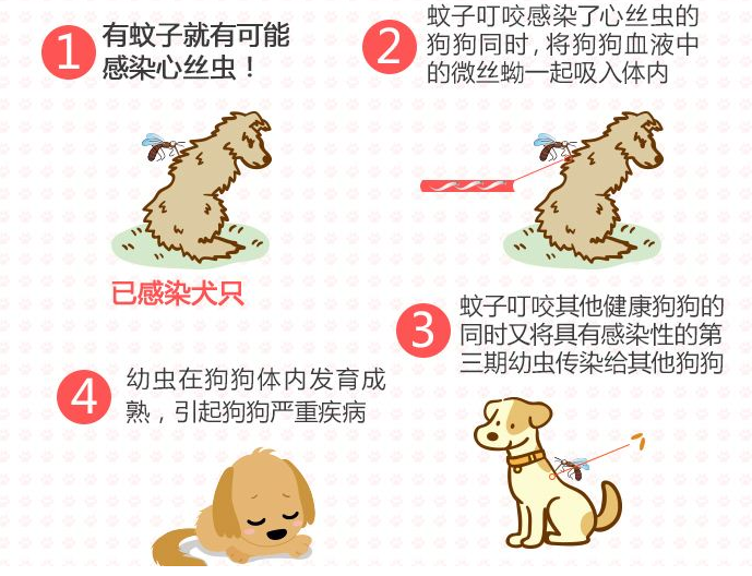 狗狗这些体内常见寄生虫一个比一个可怕!(狗狗体内寄生虫有几种图片)(图4)