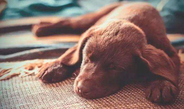 狗狗这些体内常见寄生虫一个比一个可怕!(狗狗体内寄生虫有几种图片)(图5)