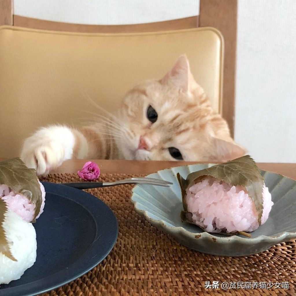 猫咪一天吃几餐最健康?——喵星人最正确的喂养方式(图2)