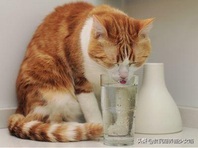 猫咪一天吃几餐最健康?——喵星人最正确的喂养方式(图12)