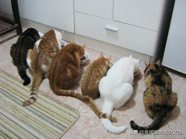 猫咪一天吃几餐最健康?——喵星人最正确的喂养方式(图11)