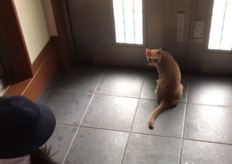 猫咪也爱出去玩 主人出门上课必须过猫咪的阻挡关卡(图1)