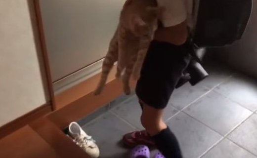 猫咪也爱出去玩 主人出门上课必须过猫咪的阻挡关卡(图2)