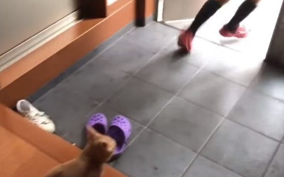 猫咪也爱出去玩 主人出门上课必须过猫咪的阻挡关卡(图3)